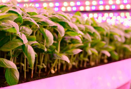 Adaptarse a las nuevas luces: no es necesario una botella especial