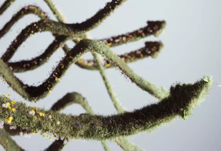 Cómo utilizar todas las herramientas disponibles para controlar las plantas